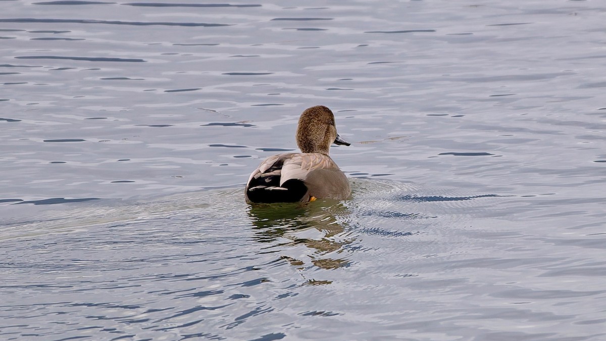 Canard chipeau - ML627230427