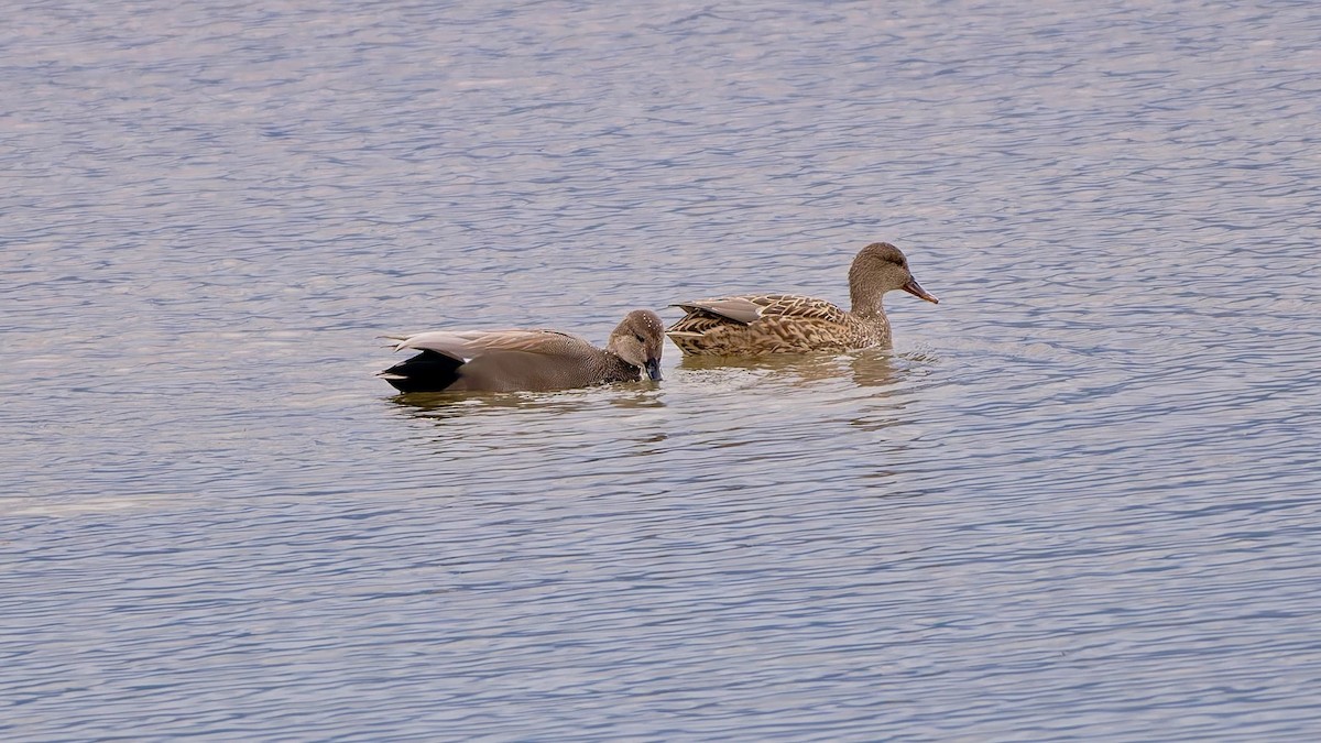 Canard chipeau - ML627230435