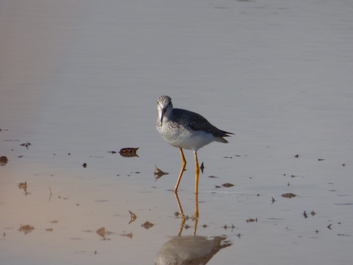 Greater Yellowlegs - ML627230775