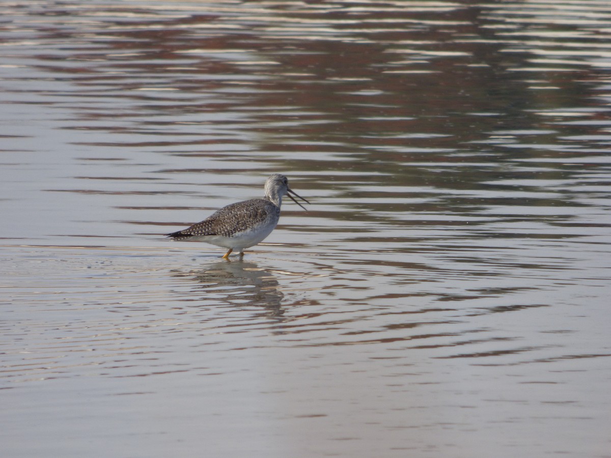 Greater Yellowlegs - ML627230776