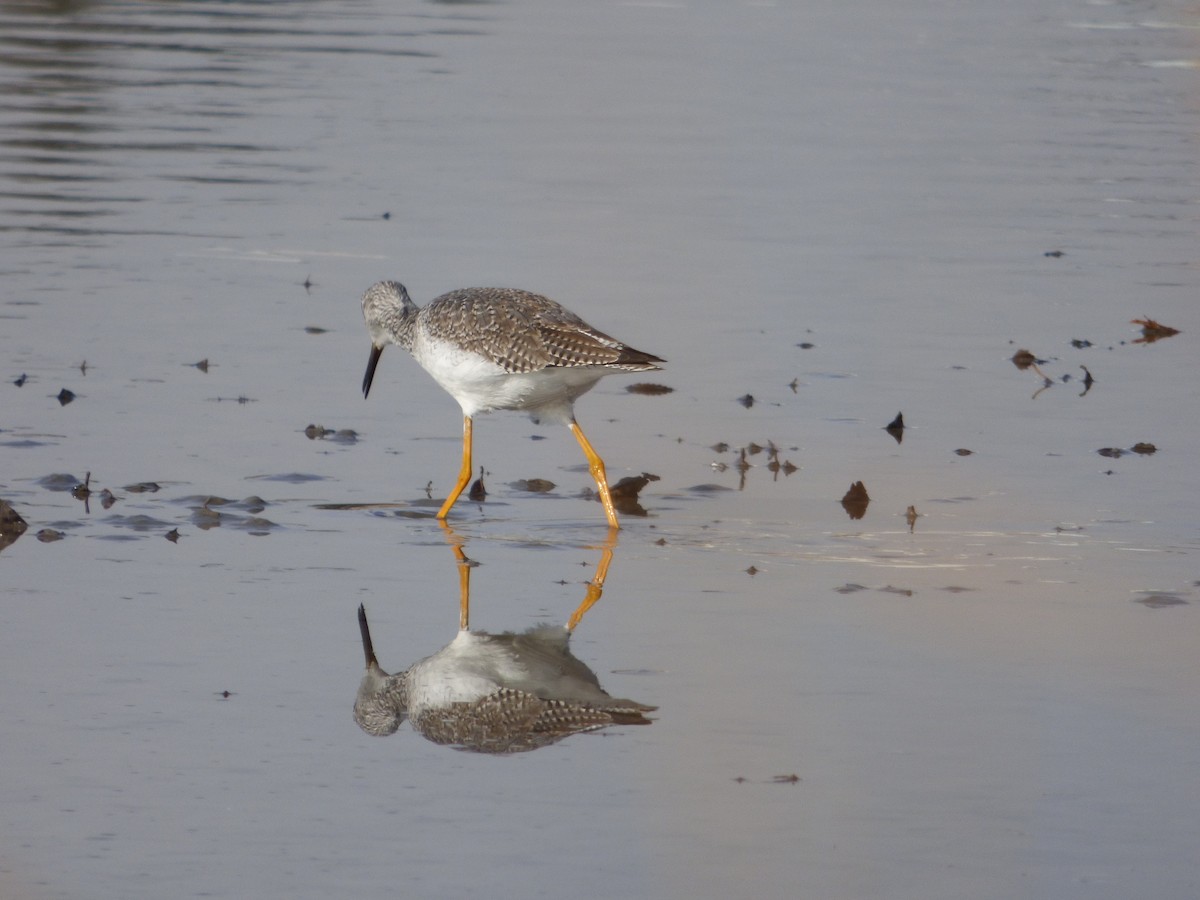 Greater Yellowlegs - ML627230777