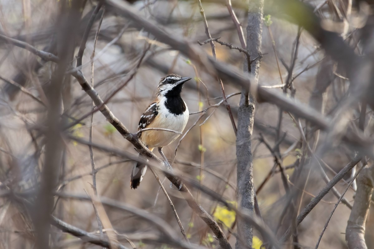 Stripe-backed Antbird - ML627230858