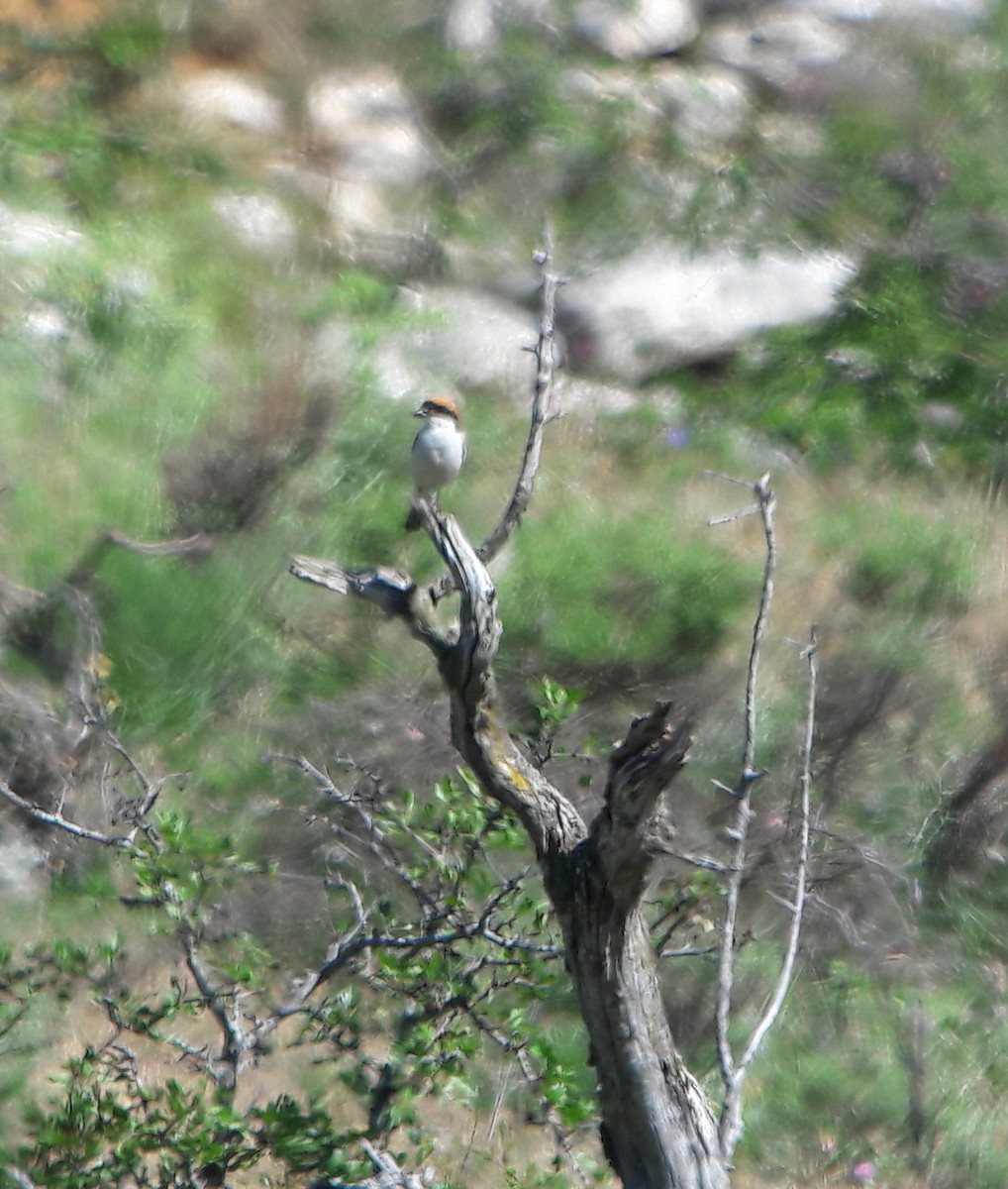 Woodchat Shrike - ML62723091