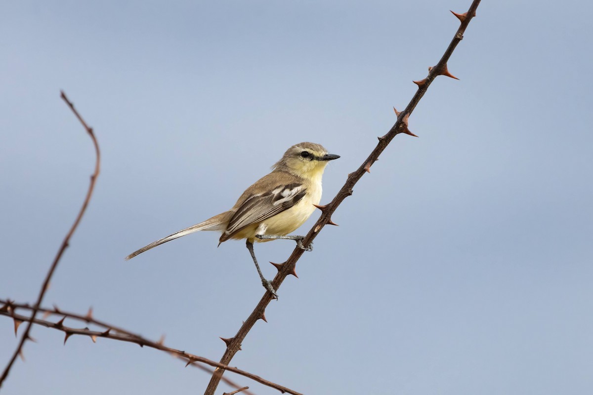 Bahia Wagtail-Tyrant - ML627231005