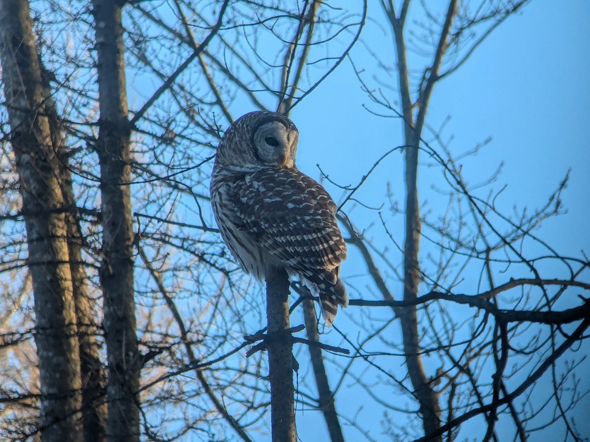 Barred Owl - ML627231045