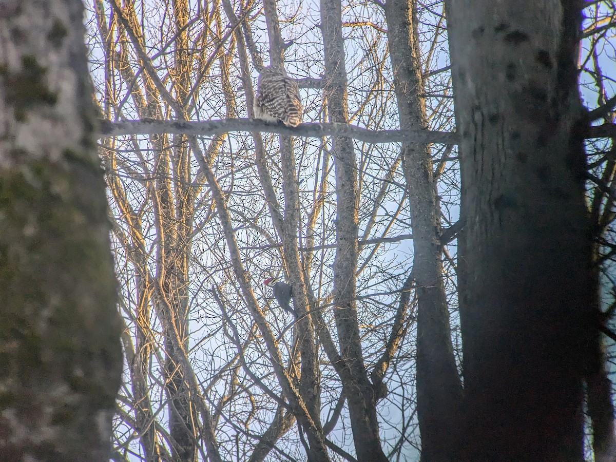 Barred Owl - ML627231091