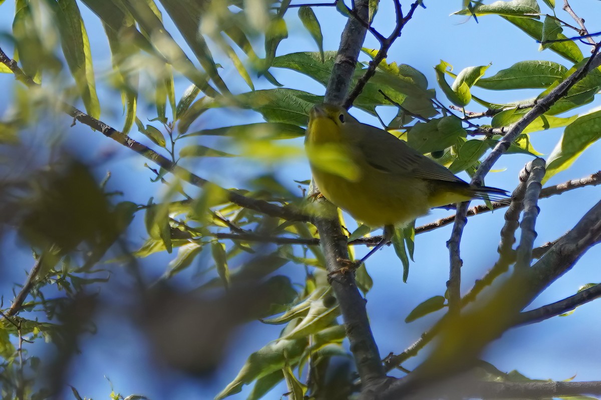 Northern Yellow Warbler - ML627231101