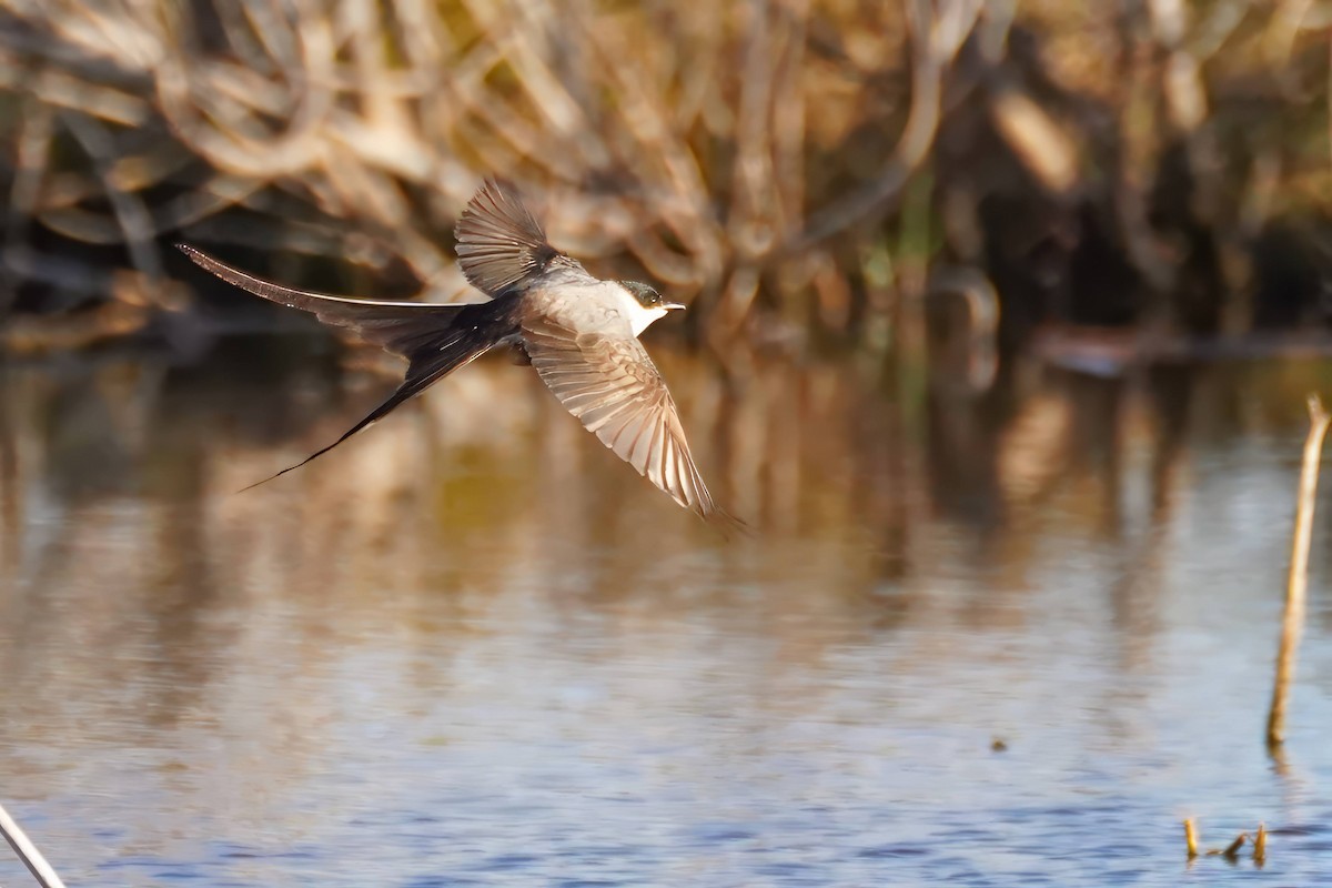 Fork-tailed Flycatcher - ML627231248