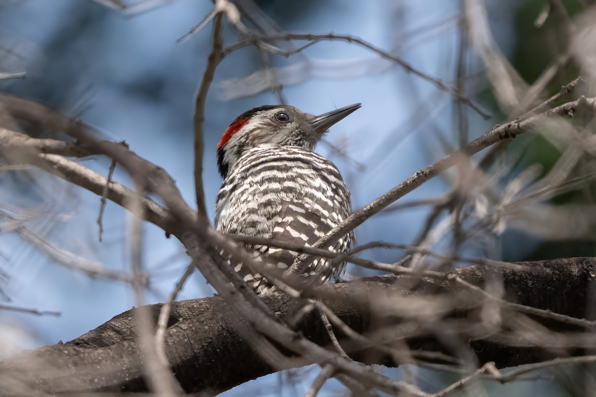 Striped Woodpecker - ML627231252