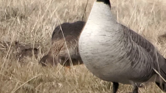 Tundra Bean-Goose - ML627231257
