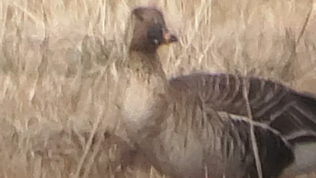 Tundra Bean-Goose - ML627231269