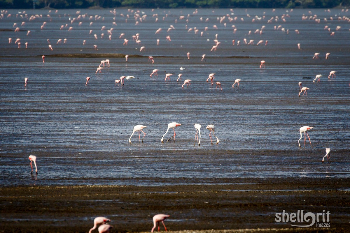 Greater Flamingo - ML62723151