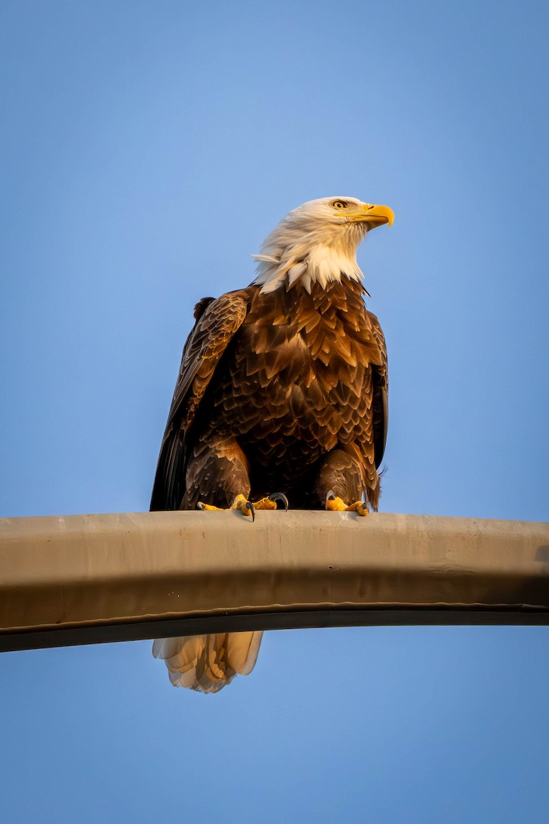 Bald Eagle - ML627231515