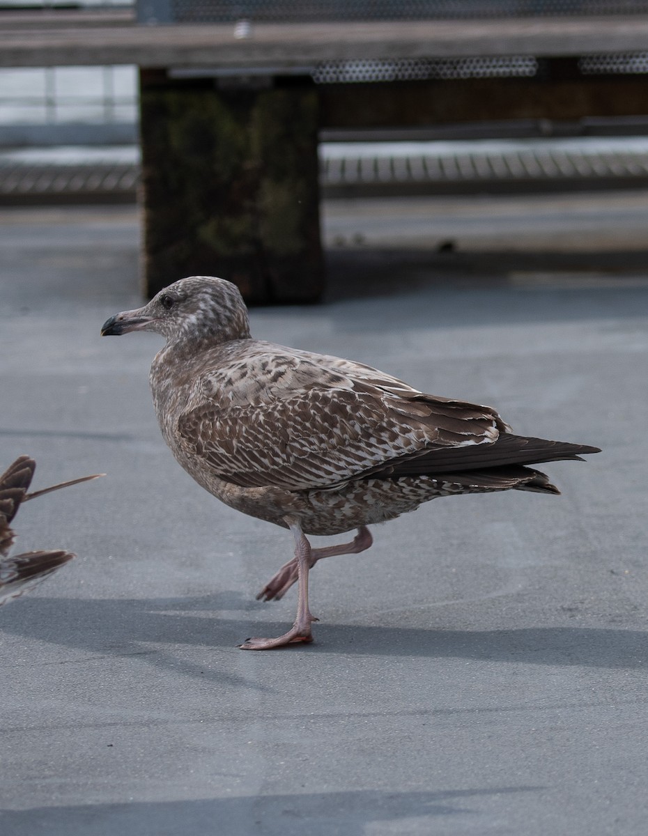 American Herring Gull - ML627231571