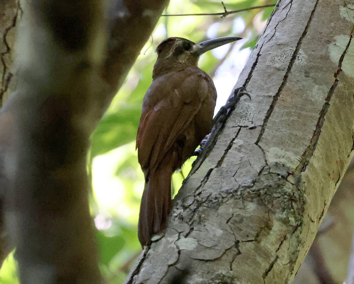 Moustached Woodcreeper - ML627231594