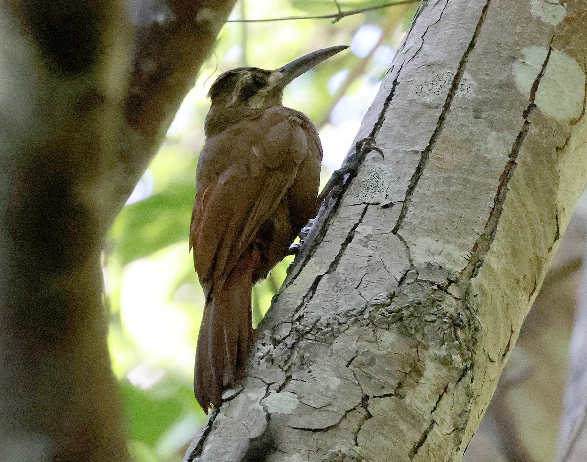 Moustached Woodcreeper - ML627231595