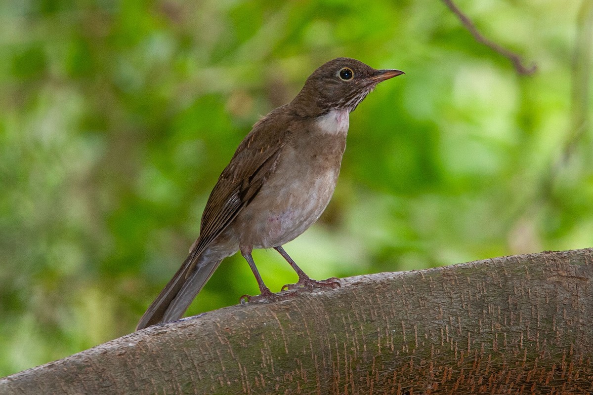 White-throated Thrush - ML627231630