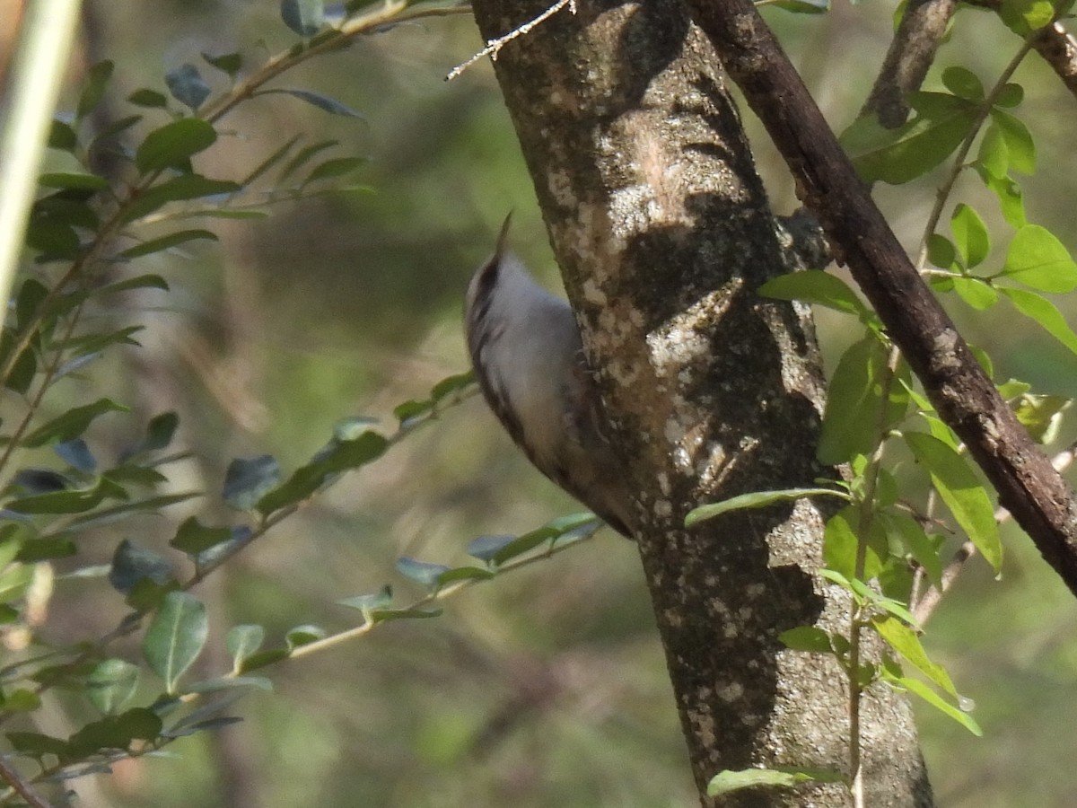 Brown Creeper - ML627231659