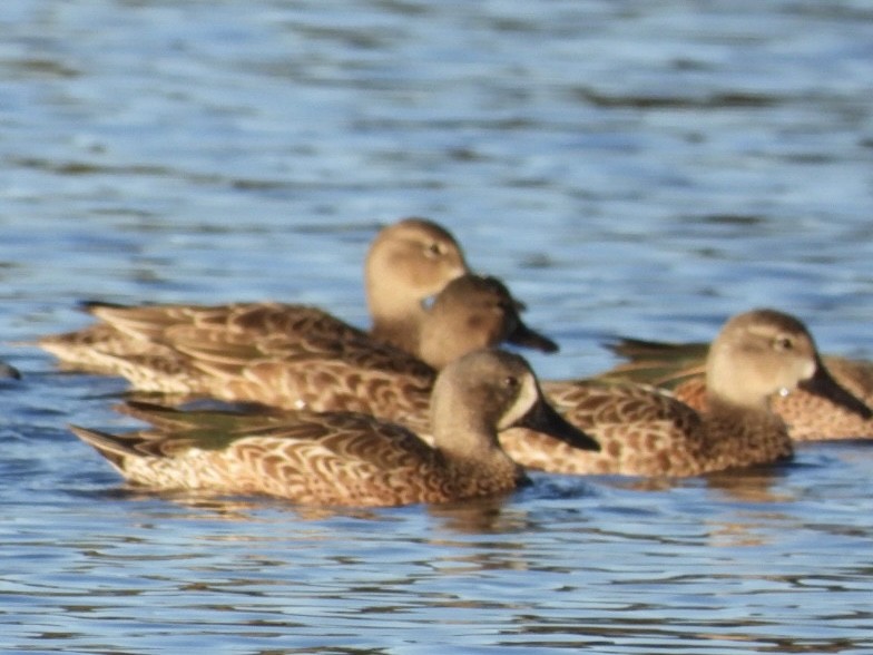 Blue-winged Teal - ML627231733