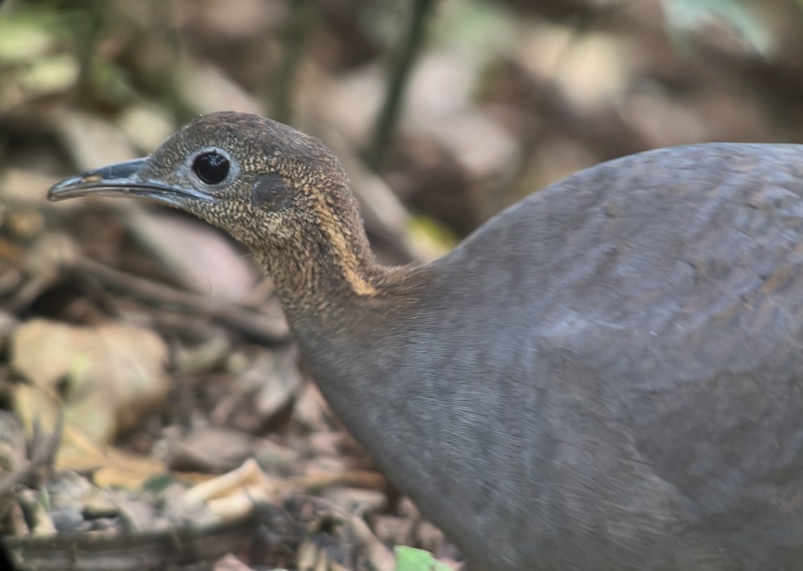 Solitary Tinamou - ML627231997