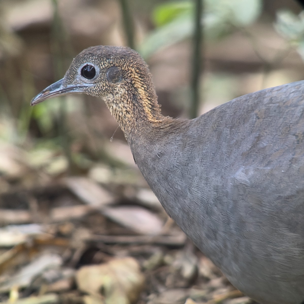 Solitary Tinamou - ML627231998