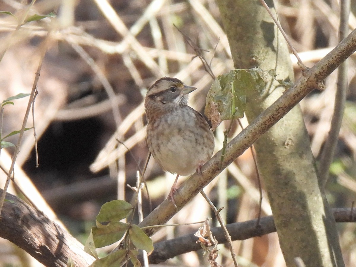 White-throated Sparrow - ML627232000