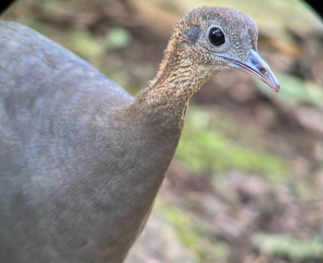 Solitary Tinamou - ML627232027