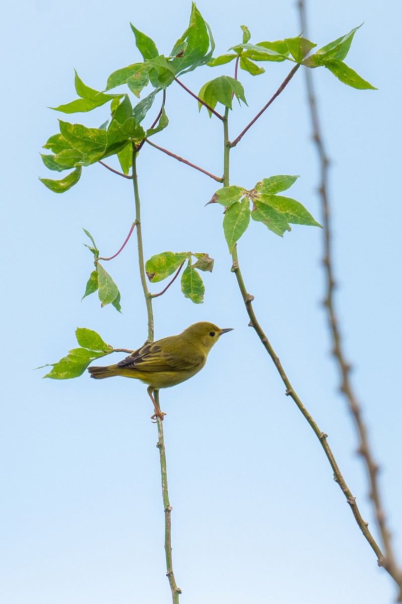 Yellow Warbler - ML627232042