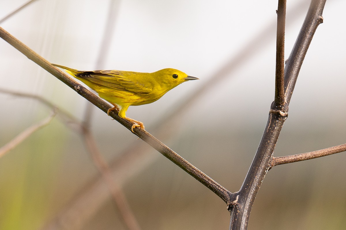 Yellow Warbler - ML627232043