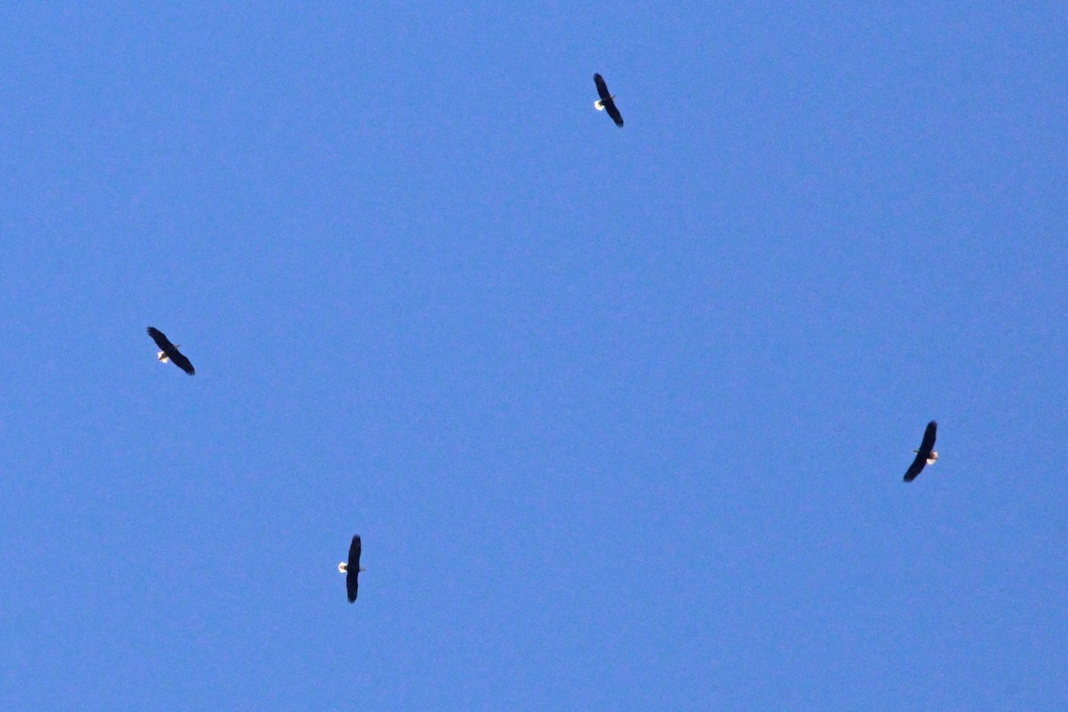עיטם לבן-ראש - ML627232258