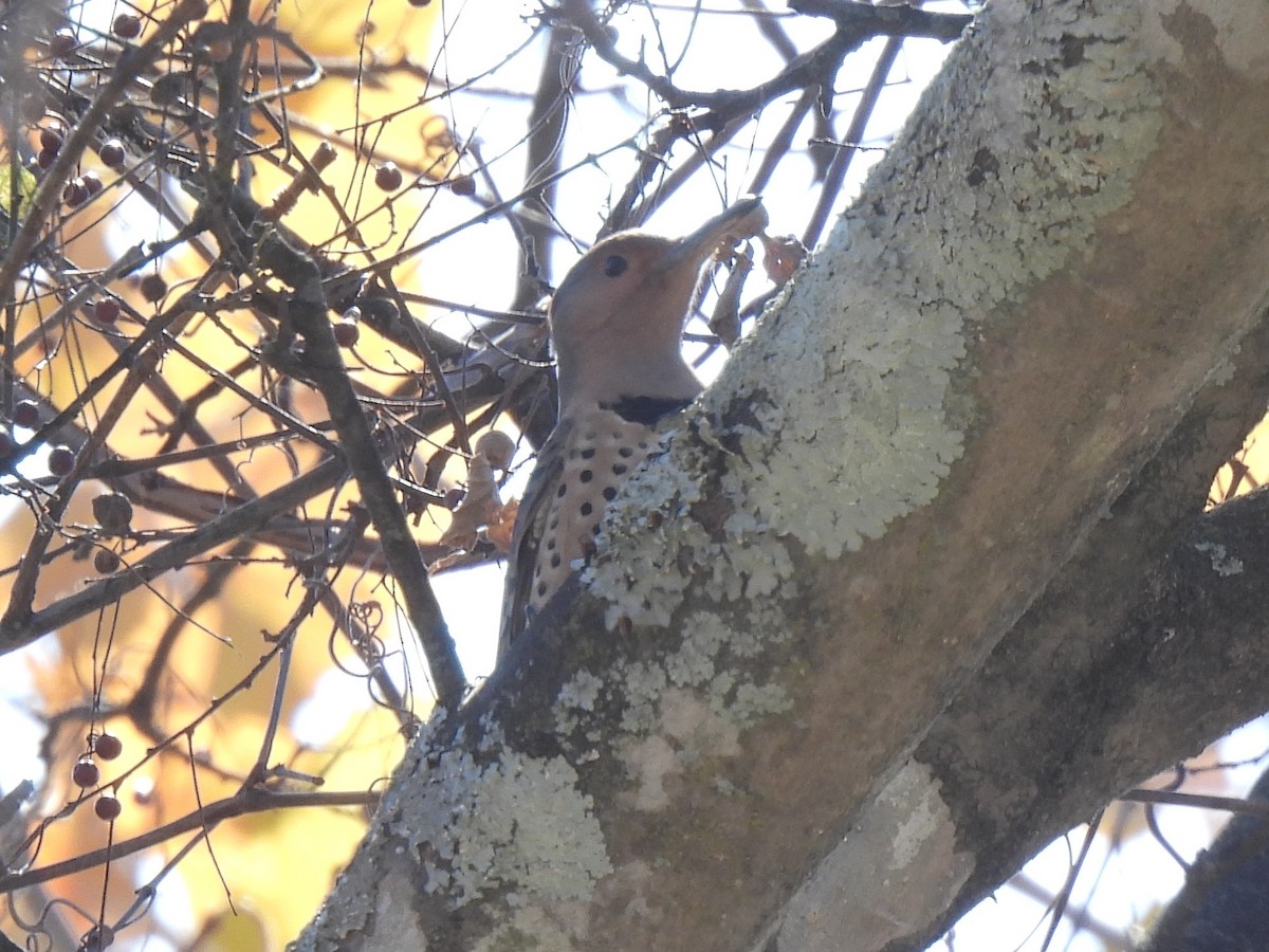Northern Flicker - ML627232270