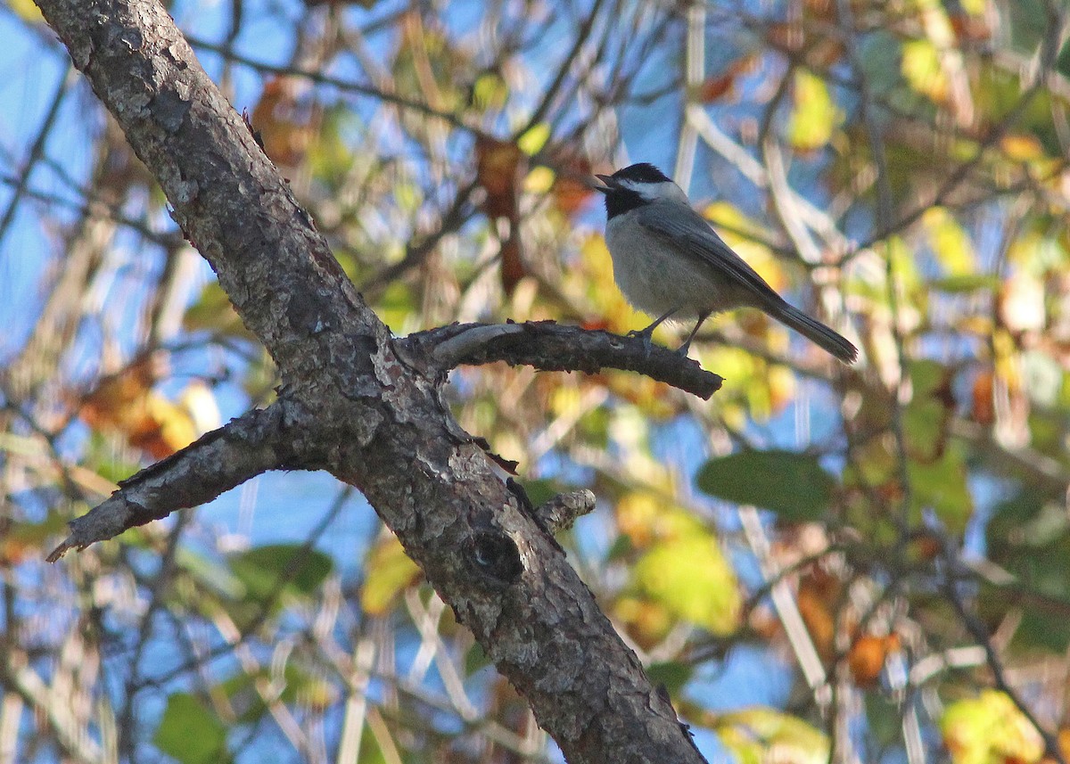 Carolina Chickadee - ML627232288