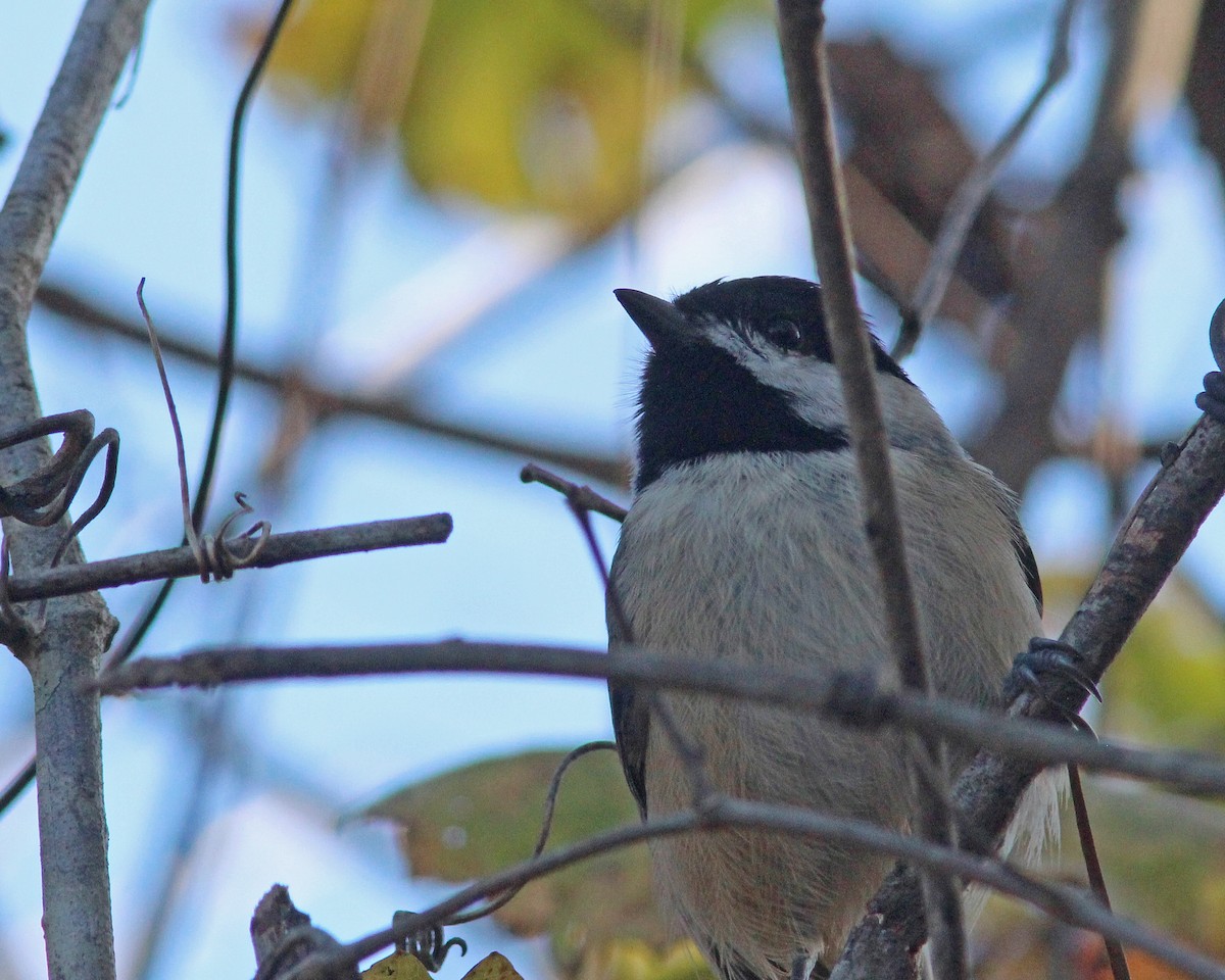 Carolina Chickadee - ML627232289