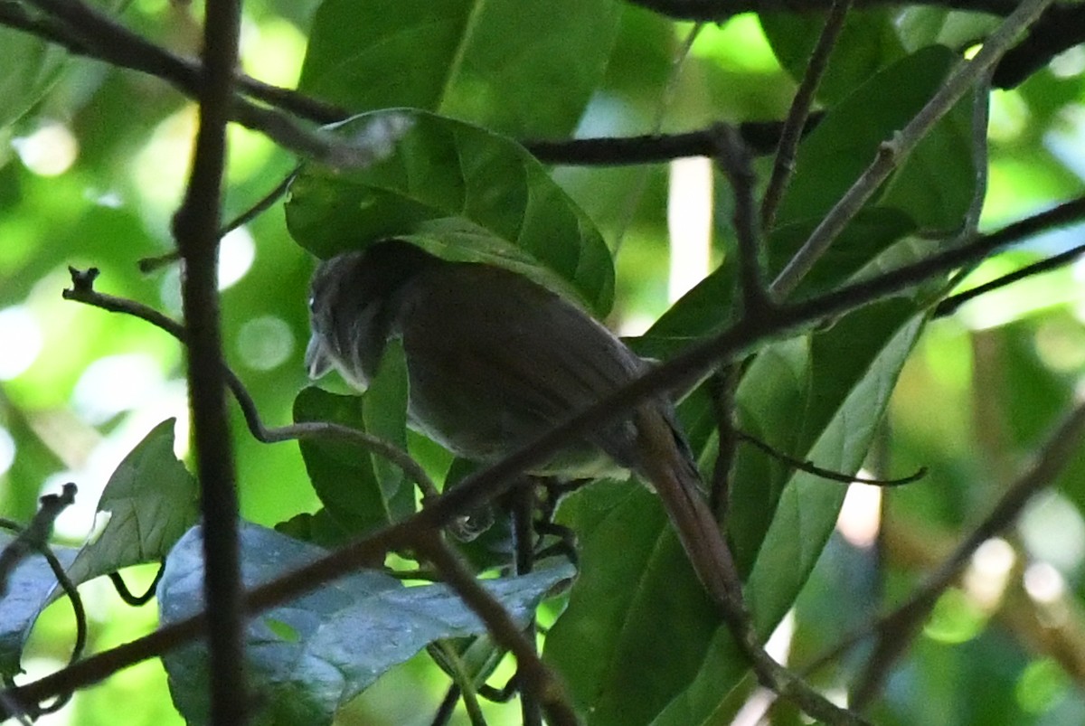 Batará Café - ML627232302