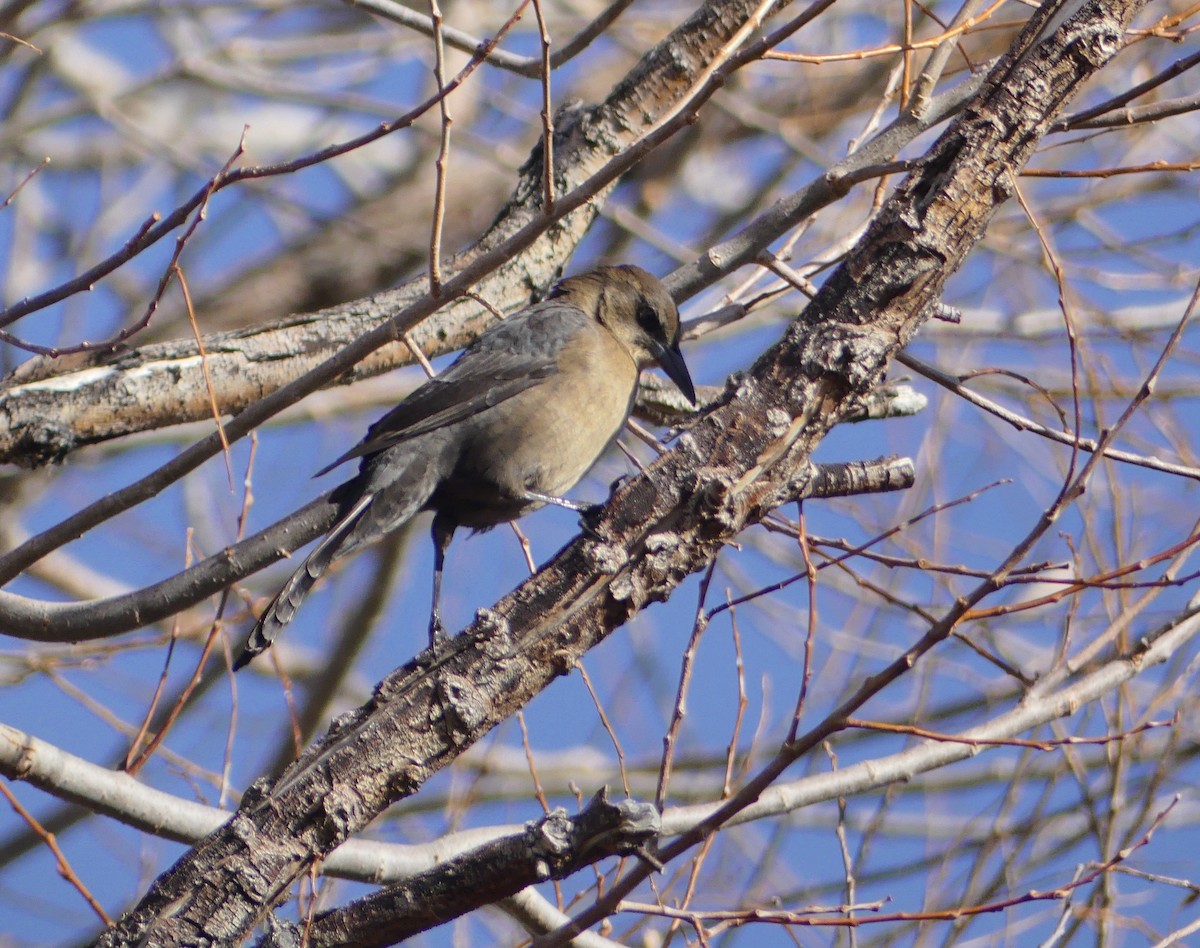 Great-tailed Grackle - ML627232409