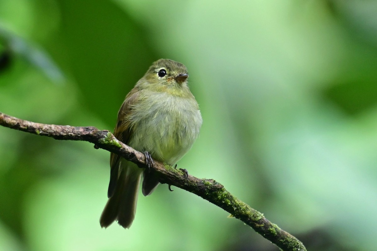Unadorned Flycatcher - ML627232461
