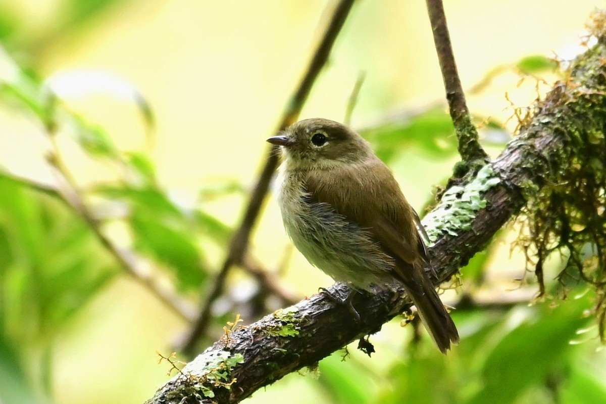 Unadorned Flycatcher - ML627232462
