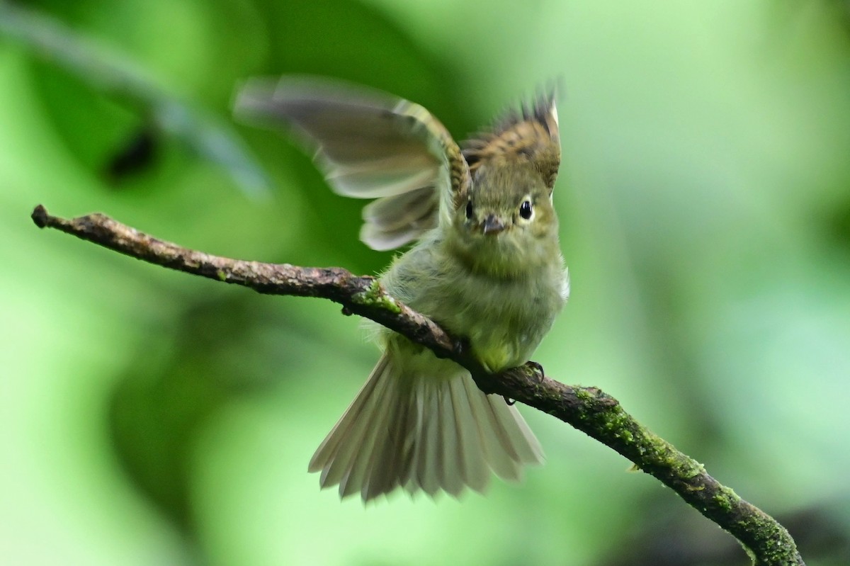 Unadorned Flycatcher - ML627232464