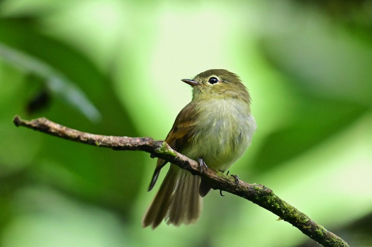 Unadorned Flycatcher - ML627232465