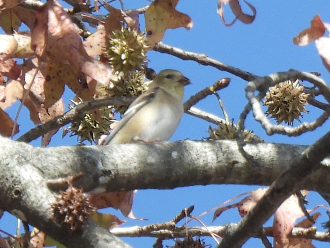American Goldfinch - ML627232476