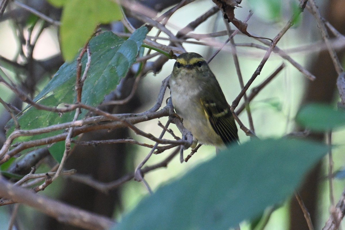 Pallas's Leaf Warbler - ML627232619