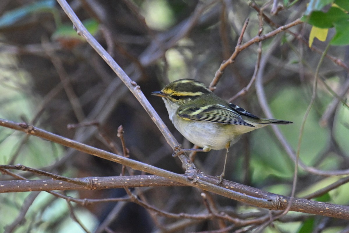 Pallas's Leaf Warbler - ML627232620