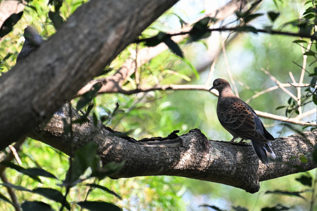 Oriental Turtle-Dove - ML627232628