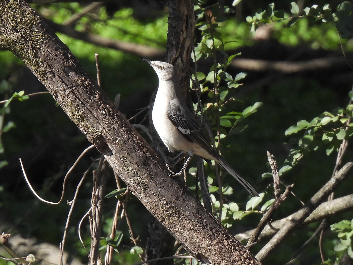 Northern Mockingbird - ML627232669