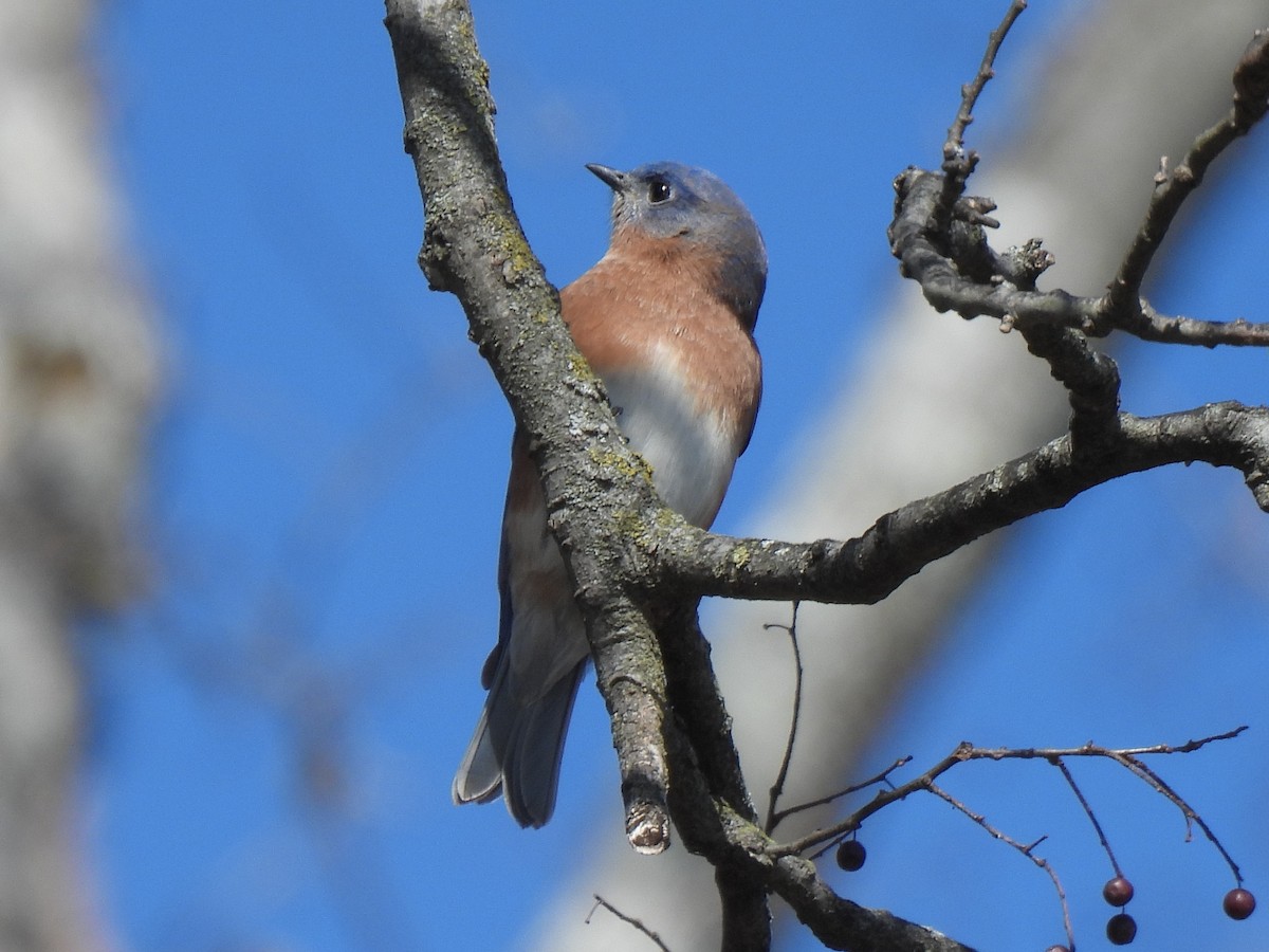 Eastern Bluebird - ML627232699