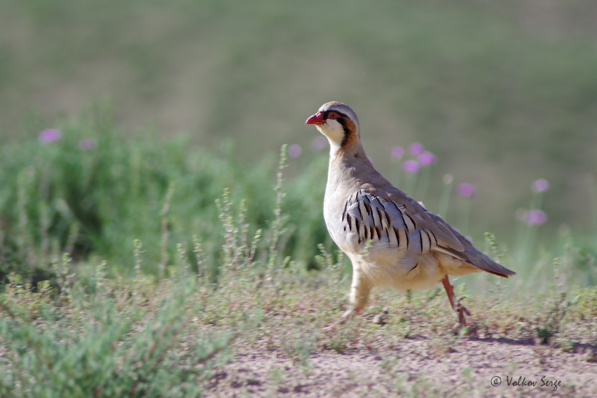 Przevalski's Partridge - ML627232789