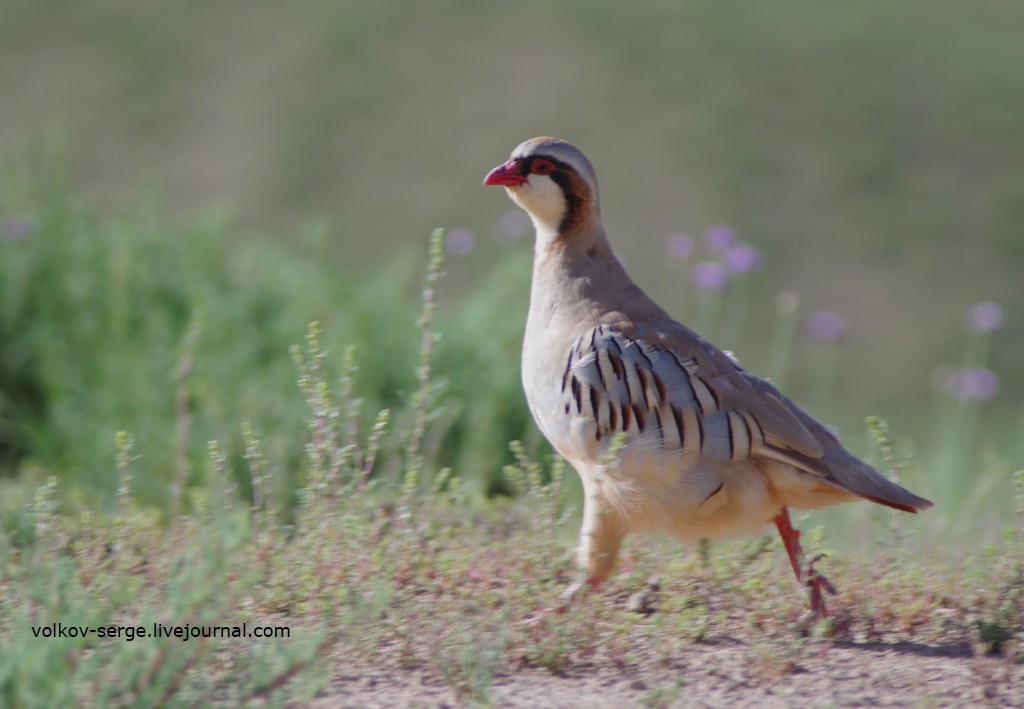 Przevalski's Partridge - ML627232811