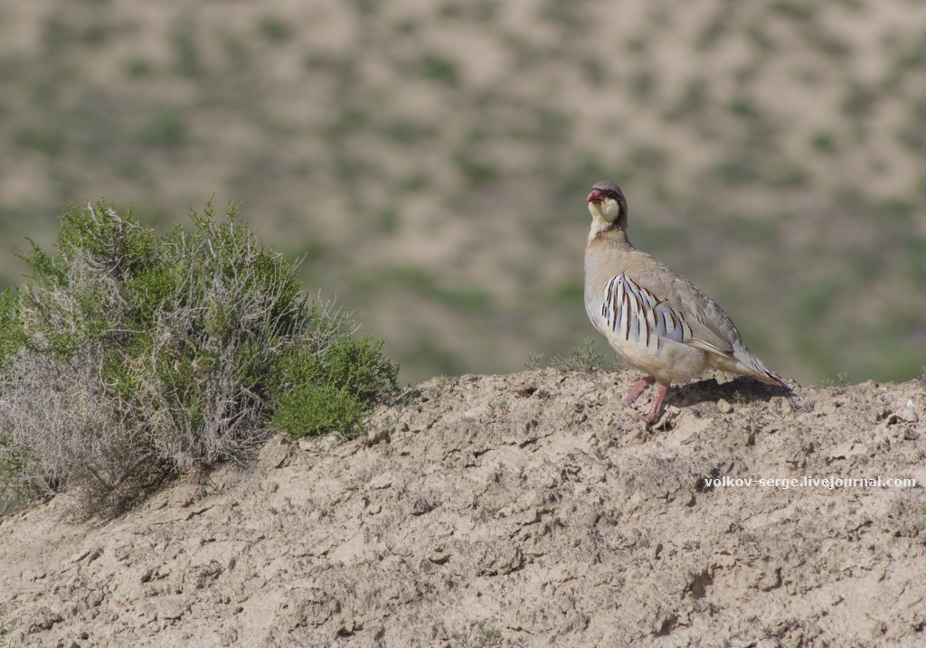 Przevalski's Partridge - ML627232827