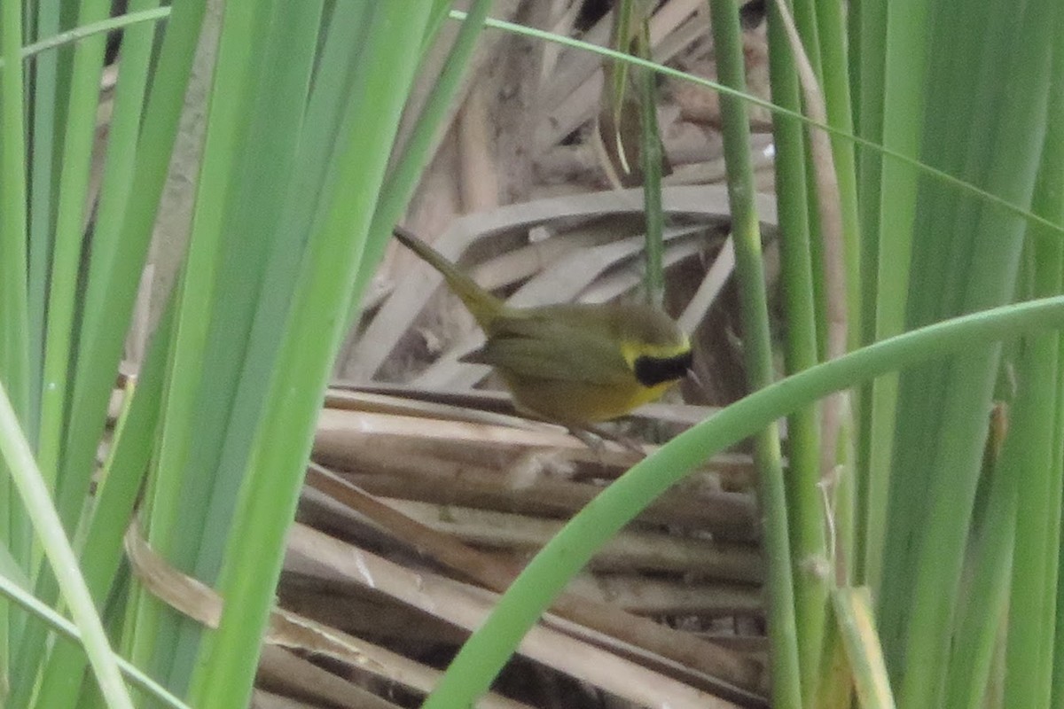 Belding's Yellowthroat - ML627232830