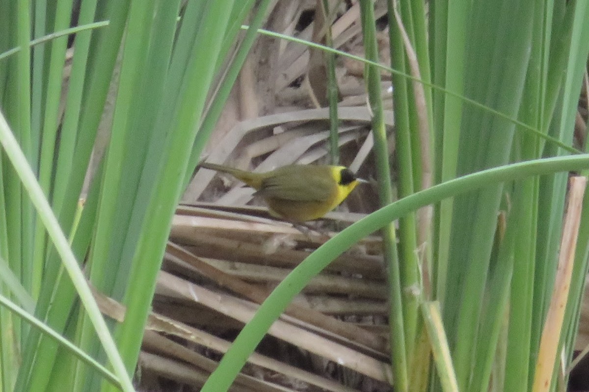 Belding's Yellowthroat - ML627232831